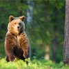 Brown bear youngster in forest. Finland. 